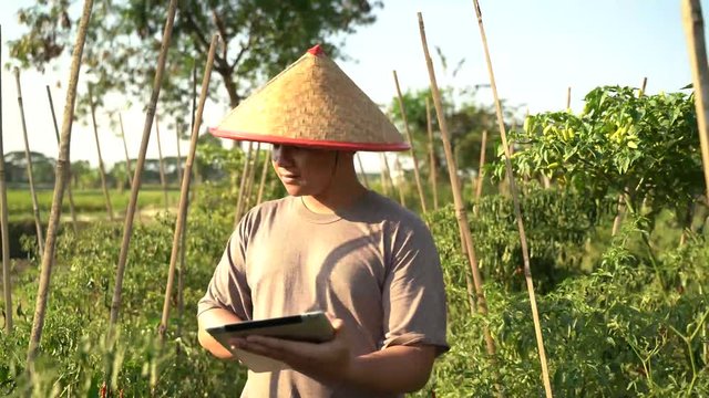 Asian farmers oversee his fields with sophisticated technology. Agriculture concept