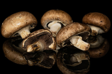 Group of five whole fresh brown mushroom champignon isolated on black glass