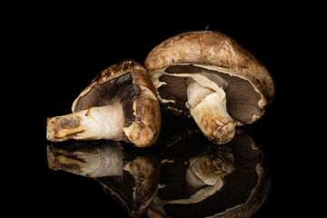 Group of two whole fresh brown mushroom champignon isolated on black glass