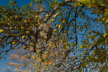 Wild beehive in apple tree in fall, New England, USA