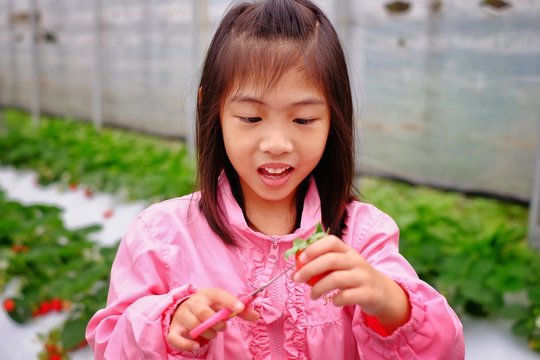 An Asian girl inspecting a strawberry at a farm