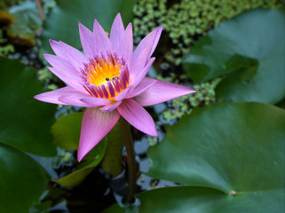 Pink lotus flower in the garden