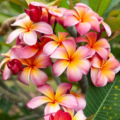 Fototapeta na wymiar Bouquet of Pink Plumerias with Orange Yellow centers on Tree in Hawaii