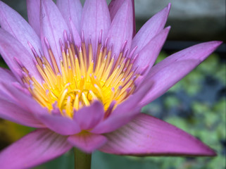 Pink lotus flower in the garden