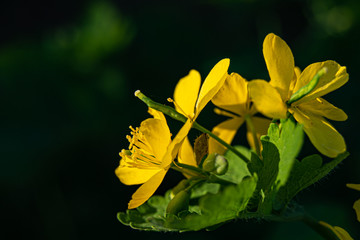 plant with yellow flowers in black background