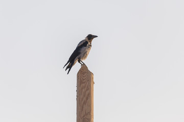 One hooded crow on a wooden pillar