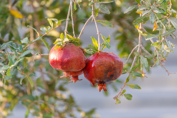 Three ripe pomegranates