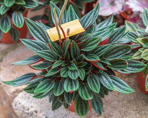 Peperomia caperata rosso