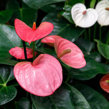 Pink anthurium flowers