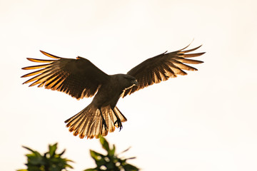 bird with its wings spread / Phalcoboenus chimango