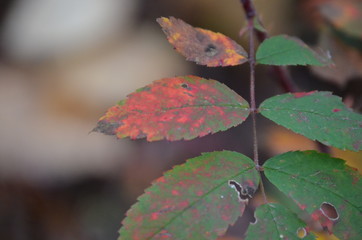 fall sitka rose leaves