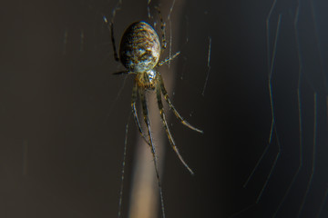 a tiny spider sits on a web in autumn afternoon