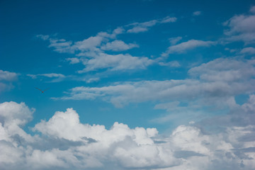 Eagle in blue sky with clouds