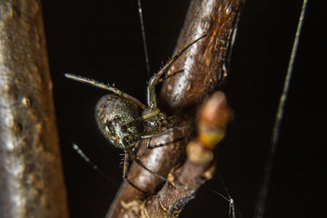 beautiful spider sits on a tree branch
