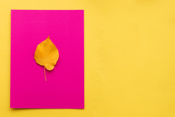 Autumn leaf flat lay composition. Yellow leaf on colorful paper background. Autumn concept. Fall leaves design. Top view, copy space