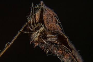 furry spider hiding in a dried leaf