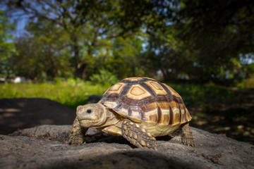 Sulcata Tortoise