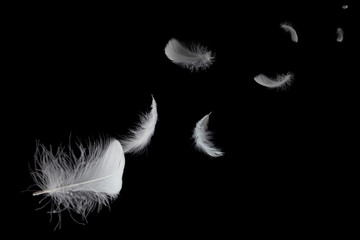 Abstract, soft white feathers floating in the air, black background