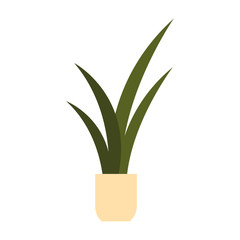 houseplant with potted in white background