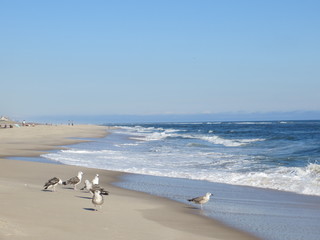 A Flock of Seagulls on the Beach at Cooper's Beach in Southampton, Long Island, NY