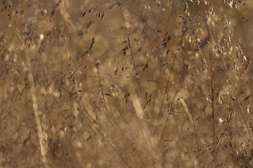 trockenes Gras funkelt im Gegenlicht