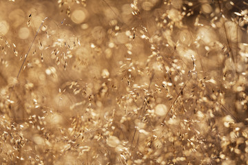 Fototapeta premium trockenes Gras funkelt im Gegenlicht