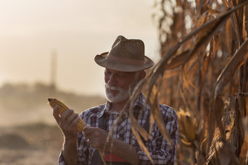 Farmer looking at corn cob for harvest