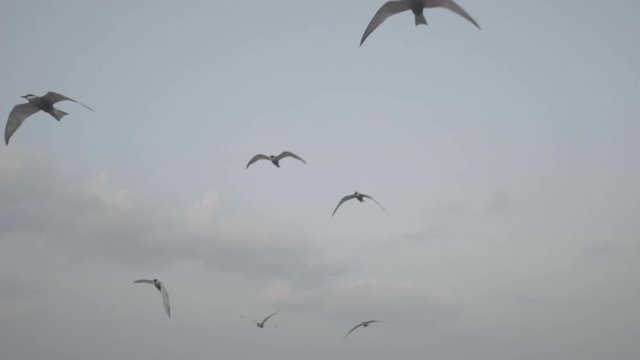 seagull flying In kerla sea