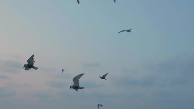 seagull flying in 50 fps in kerlasea