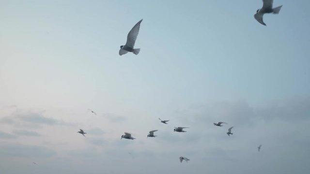 seagull bird flying in kerla sea.