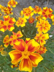 yellow flowers in garden