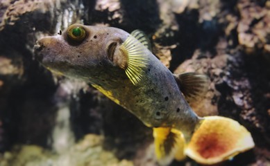 Dog-faced puffer, puffer fish with yellow fin in deep blue sea © Chathathai
