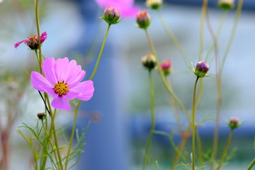 コスモス