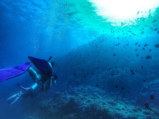 diver and fish