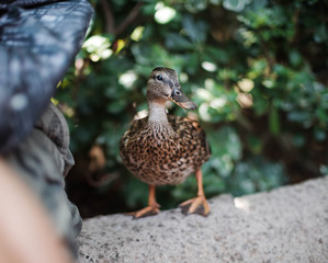 Duck on a Ledge