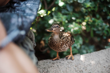 Duck on a Ledge