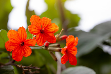Orange Cordia or Geiger Tree flower bloom with sunlight in the garden.