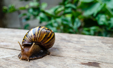 Brown Snail