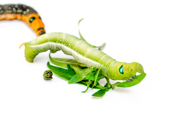 Duo color Caterpillar