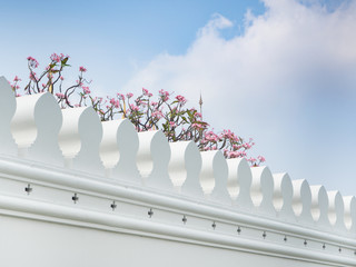 White wall of the Grand Palace with pink flower on tree branchs, vertical, Bangkok Thailand © YUU-ME