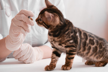 Kitten examines the syringe in the hands of a veterinarian. Kitten is on the table have the vet.