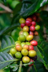 fresh coffee beans with leaf in the garden