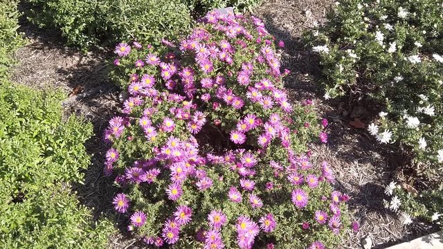 Small pink Michaelmas daisies in sunlight.