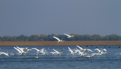 Majestic wild swans in flight, in the Danube Delta, in summer