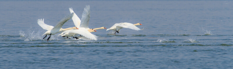 Fototapeta na wymiar Majestic wild swans in flight, in the Danube Delta, in summer