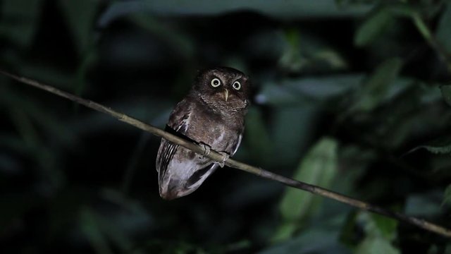 Closed up adult Mountain scops owl (Otus spilocephalus) or spotted scops owl, high angle view,  front shot, perching on the branch in moist montane forest, Mae Wong National Park, north of Thailand.