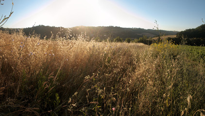 Field of Oats catching the evening Sun in Tuscany