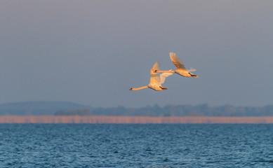 Beautiful wild swans in flight in the Danube Delta, in spring, under warm sunrise light