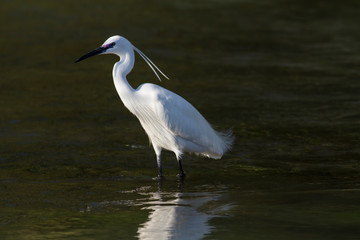 Obraz premium Small white egret, Egreta garzetta, in natural environment