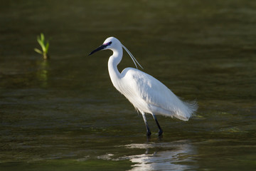 Obraz premium Small white egret, Egreta garzetta, in natural environment